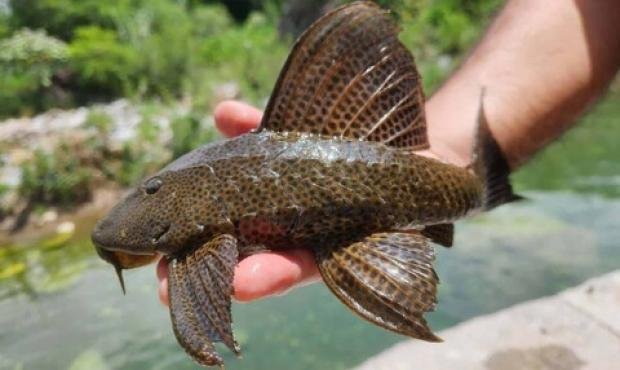 image (27) image (27)