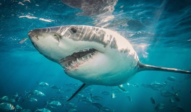 Tiburones-merodean-en-playas-NY-miles-de-dominicanos-concurren-y-uno-mordio-a-banista-1-780x458