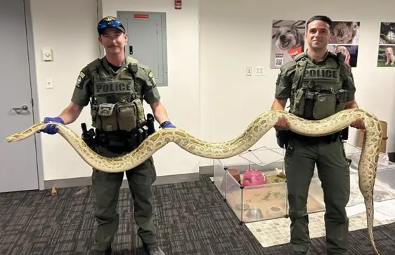 Atrapan-enorme-serpiente-en-Coney-Island-–-Brooklyn_-dominicanos-visitan-el-lugar Atrapan-enorme-serpiente-en-Coney-Island-–-Brooklyn_-dominicanos-visitan-el-lugar