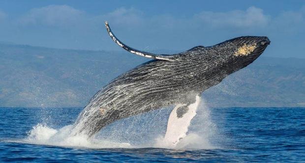 Ballena-Jorobada_thumb_620