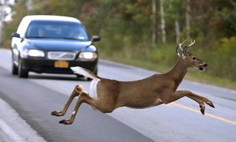 Insta-a-conductores-en-NY-y-NJ-estar-precavido-ante-presencia-de-ciervos-en-carreteras-780×470 Insta-a-conductores-en-NY-y-NJ-estar-precavido-ante-presencia-de-ciervos-en-carreteras-780x470